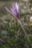Autumn crocus (Colchicum sp.) in Liguria, null