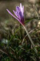 Colchicum autumnale; Autumn crocus in a meadow in Liguria, meadow, field, wildlfower, flower, flora, crocus, botany, autumn, delicate, autumnale, grass, colchicum, bulb, liguria, flowering, italy, mauve, dego, pink,  autumn crocus in a meadow in liguria