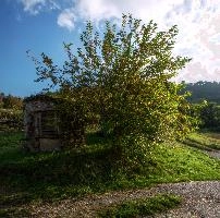Bush at Pian della Canepa in Liguria, liguria, italy, dego