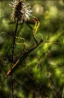 mantiuk_8505hts.jpg