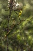 mantiuk_8508.jpg