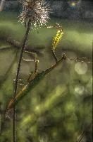 mantiuk_8514.jpg