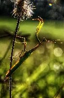 mantiuk_8517.jpg
