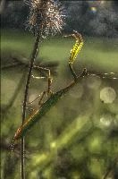 mantiuk_8520.jpg