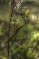 mantiuk_8523.jpg
