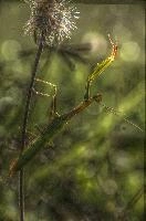 mantiuk_8529.jpg
