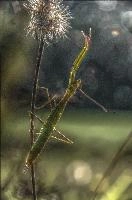 mantiuk_8541.jpg