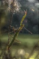 mantiuk_8544.jpg