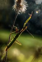 mantiuk_8544ht-mantiuk_8565.jpg