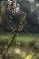 mantiuk_8550.jpg