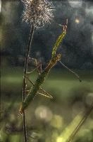 mantiuk_8553.jpg