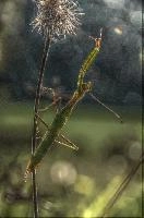 mantiuk_8556.jpg