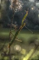 mantiuk_8559.jpg