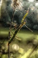 mantiuk_8568.jpg