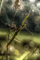 mantiuk_8574.jpg