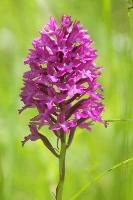 orchid.jpg