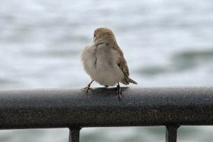 Female sparrow on Railing, null
