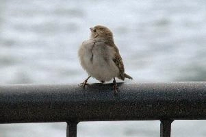 Female sparrow on Railing, null