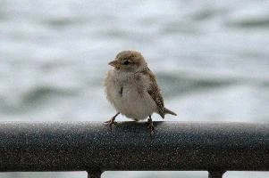 Female sparrow on Railing, null