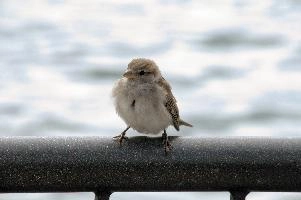 Female sparrow on Railing, null