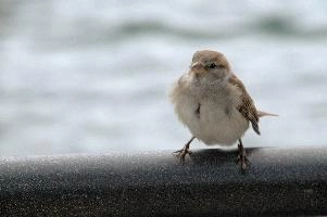 Female sparrow on Railing, null