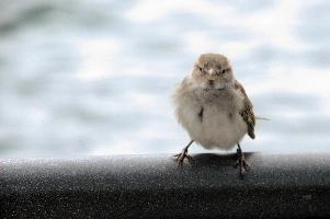 Female sparrow on Railing, null
