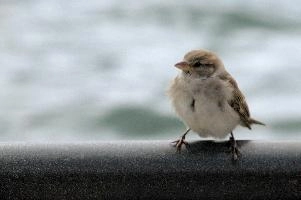 Female sparrow on Railing, null