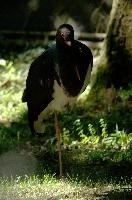 Black stork in Luzern wildlife park, Switzerland, europe, switzerland, luzern, wildlife, park, animal, bird, stork, black, ciconia