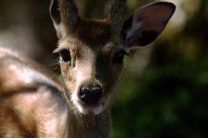 Dama dama; fallow deer in park near Luzern, Switzerland, dama dama, dama, spotted, wildlife, fauna, zoo, switzerland, fallow, europe, deer, wild, animal, mammal, park, eyes, luzern, dam
