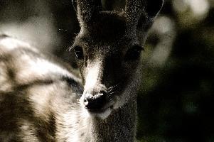 Dama dama; fallow deer in park near Luzern, Switzerland, dama dama, dama, spotted, wildlife, fauna, zoo, switzerland, fallow, europe, deer, wild, animal, mammal, park, eyes, luzern, dam
