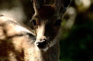 Dama dama; fallow deer in park near Luzern, Switzerland, dama dama, dama, spotted, wildlife, fauna, zoo, switzerland, fallow, europe, deer, wild, animal, mammal, park, eyes, luzern, dam