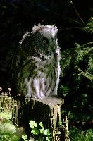 Eagle owl (Bubo bubo) in wildlife park, Lucerne, owl, owl, eagle, outdoors, mammal, awake, wildlife, sunlight, switzerland, perched, wild, feathers, zoo, large, animal, raptor, park, prey, bubo bubo, luzern, bird, bubo