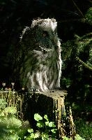 Eagle owl (Bubo bubo) in wildlife park, Lucerne, owl, owl, eagle, outdoors, mammal, awake, wildlife, sunlight, switzerland, perched, wild, feathers, zoo, large, animal, raptor, park, prey, bubo bubo, luzern, bird, bubo