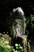 Eagle owl (Bubo bubo) in wildlife park, Lucerne, owl, owl, eagle, outdoors, mammal, awake, wildlife, sunlight, switzerland, perched, wild, feathers, zoo, large, animal, raptor, park, prey, bubo bubo, luzern, bird, bubo