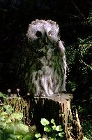 Eagle owl (Bubo bubo) in wildlife park, Lucerne, owl, owl, eagle, outdoors, mammal, awake, wildlife, sunlight, switzerland, perched, wild, feathers, zoo, large, animal, raptor, park, prey, bubo bubo, luzern, bird, bubo