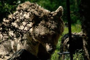 Brown bear in Luzern wildlife park, europe, switzerland, luzern, wildlife, park, animal, mammal, bear, brown, ursus, captive