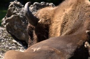 European bison in Luzern wildlife park, europe, switzerland, luzern, wildlife, park, animal, mammal, european, bison