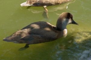dsc_175909.jpg