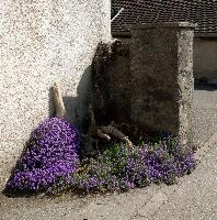 Aubretia, corner, rural, switzerland, mauve, maienfeld, graubünden, aubretia, village