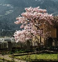 Magnolia, schloss, sunlight, flower, switzerland, bright, spring, maienfeld, domestic, graubuenden, lush, salenegg, garden, tree, shrub, flora, grisons, mauve, pink