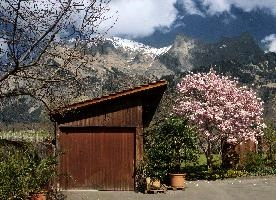 Magnolia in Maienfeld, schloss, sunlight, flower, switzerland, bright, spring, maienfeld, domestic, graubuenden, lush, salenegg, garden, tree, shrub, flora, grisons, mauve, pink