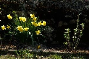 Daffodils, daffodils, flora, bulbs, switzerland, narcissus, spring, maienfeld, sunlight, graubuenden, yellow, cultivated, flower, grisons, garden, domestic