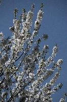 Cherry Blossom, null