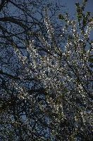 Cherry Blossom, null