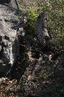 Forest, null