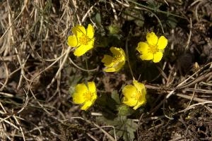 Alpine cinquefoil (Potentilla crantzii) in meadow near Maienfeld, Swiss Alps, perennial, bulb, wildflower, flora, wild, woodland, yellow, spring, crantzii, flower, potentilla, switzerland, cinquefoil, europe, alpine