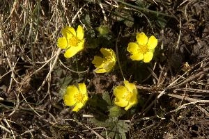 Alpine cinquefoil (Potentilla crantzii) in meadow near Maienfeld, Swiss Alps, perennial, bulb, wildflower, flora, wild, woodland, yellow, spring, crantzii, flower, potentilla, switzerland, cinquefoil, europe, alpine