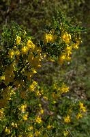 Broomlike Shrub, null