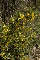 Broomlike Shrub, null