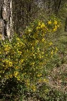 Broomlike Shrub, null